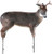 Montana Decoy Company M0046 Deer The Buck Decoy with Folding Design and Realistic Young Buck Appearance