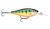 Rapala Shad Rap Elite 55 Gilded Perch Fishing Lure - SRE55GDP Rapala Shad Rap Elite 55 Gilded Perch Fishing Lure - SRE55GDP