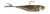 Z-Man Graph Shadz 3.8 Inch 3/16 Oz Tennessee Shad – Versatile Soft Plastic Lure for Bass Fishing GS38-316-06