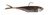 Z-Man Graph Shadz 3.8 inch Goby Sauce Fishing Soft Bait - Part Number GS38-14-09