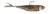 Z-Man Graph Shadz 3.8-Inch Tennessee Shad Soft Bait - 1/4 oz GS38-14-06 Z-Man Graph Shadz 3.8-Inch Tennessee Shad Soft Bait - 1/4 oz GS38-14-06