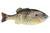 Berkley PowerBait Gilly HD Sunfish 90mm Fishing Lure Berkley PowerBait Gilly HD Sunfish 90mm Fishing Lure