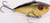 Strike King SK Red Eye Shad 1/2 oz Gold Black Fishing Lure - REYESD12-406