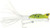 ARBOGAST G750-6 Hula Popper 2.25 Inch Frog White Belly Lure ARBOGAST G750-6 Hula Popper 2.25 Inch Frog White Belly Lure