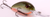 Strike King SK Pro 7/16 X-Deep Rootbeer Fishing Lure - Part Number HC3XD-563