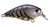 Strike King SK KVD Square Bill 1.5 Blue Craw - Durable Crankbait for Freshwater Fishing