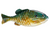 Berkley PowerBait Gilly HD Pumpkinseed 4.3-Inch Soft Plastic Lure Berkley PowerBait Gilly HD Pumpkinseed 4.3-Inch Soft Plastic Lure