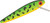 Rebel REB Minnow 1/4 oz 3.5-inch Fire Tiger Lure
