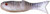 Creme Lures Knight Lit'l Fishie 2.5" Grey, 25-Pack