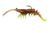 Z-Man Fishing Products PrawnStarZ 2.5 inch Root Beer Chartreuse Lures - 2 Pack Z-Man Fishing Products PrawnStarZ 2.5 inch Root Beer Chartreuse Lures - 2 Pack
