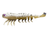 Z-Man Fishing Products PrawnStarz 2.5 Inch Beer Run 2-Pack