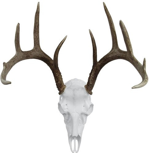 Mountain Mike's Deer Skull Kit with Skull Plate and Hardware – DIY European Antler Mount