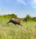 Flextone Decoys Female Turkey Lifesize Foam Decoy FGDCOY00314 for Hunting and Observation
