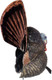 Flextone Decoys Thunder Creeper Turkey Decoy with Strutting Profile