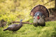 Flextone Decoys Thunder Creeper Turkey Decoy with Strutting Profile