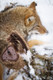 MOJO Outdoors Super Critter with Critter Topper - Predator Lifelike Decoy with Sound and Mounting Options