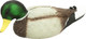 MOJO Rippler Mallard Drake Decoy with Realistic Body and Motion Operation