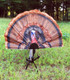 MOJO Outdoors Tail Chaser Max Turkey Decoy with Realistic Head and Foldable Design