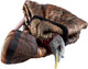 Avian X LCD Feeder Hen Decoy - Lifesize Synthetic Turkey Decoy for Hunting and Wildlife Observation