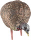 Avian X LCD Feeder Hen Decoy - Lifesize Synthetic Turkey Decoy for Hunting and Wildlife Observation