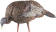 Avian X LCD Feeder Hen Decoy - Lifesize Synthetic Turkey Decoy for Hunting and Wildlife Observation