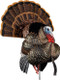 Avian X HDR Strutter Decoy - Lifesize Synthetic Turkey Decoy for Hunting