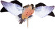 Avian X Spinning Wing Dove Decoy - Lifesize Synthetic Dove for Hunting and Bird Watching