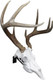 Mountain Mike's Adjustable Deer Skull Wall Mount Display Kit MMRDP