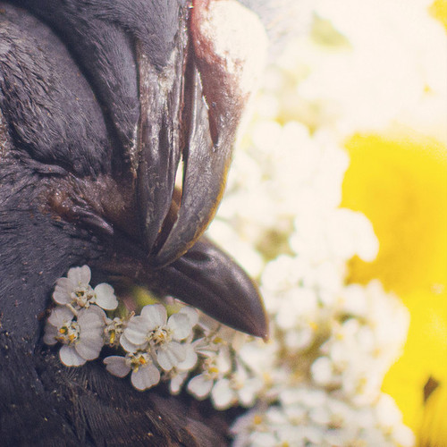 LIFE'S ILL - As I Watch Above LP