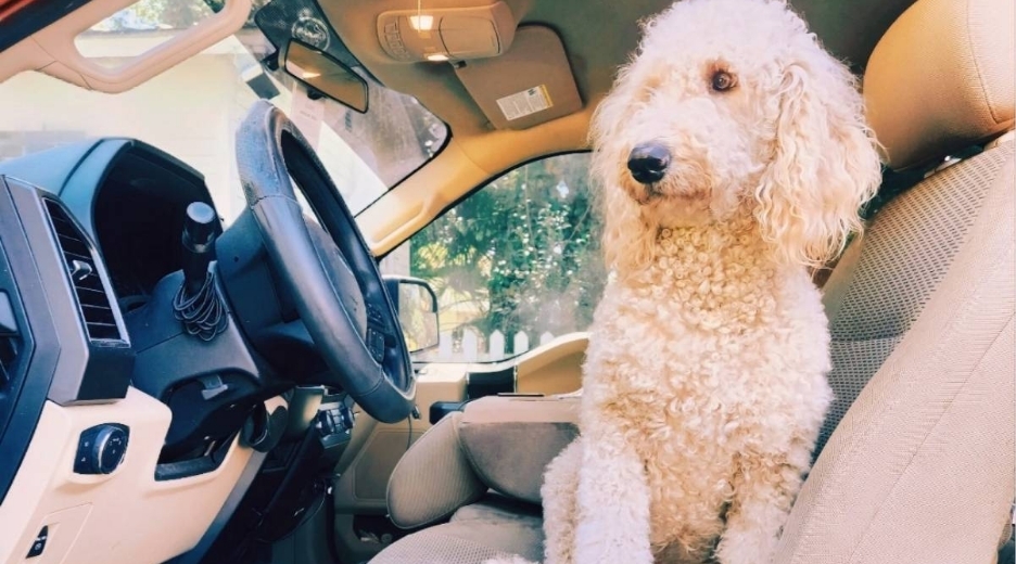 How to get dog hair out of your car