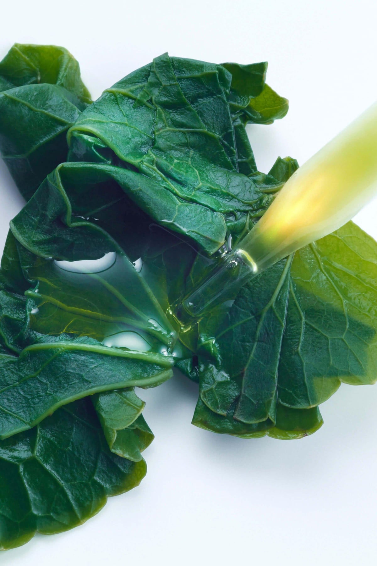 Gotu Kola