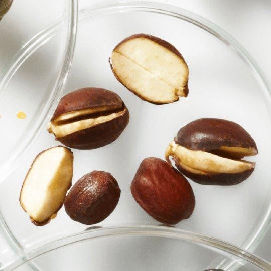 JOJOBA