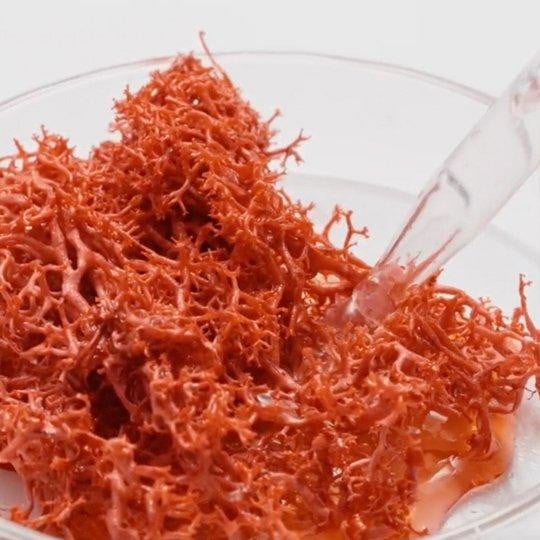 RED ALGAE