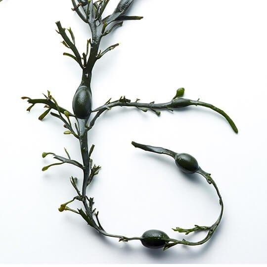 Brown Seaweed