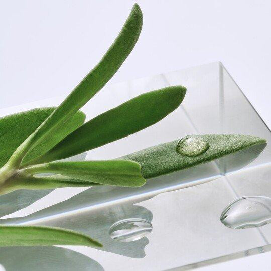 CRITHMUM MARITIMUM EXTRACT