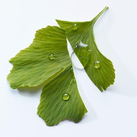 Ginkgo Biloba