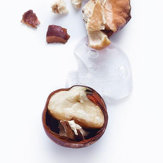 HORSE CHESTNUT