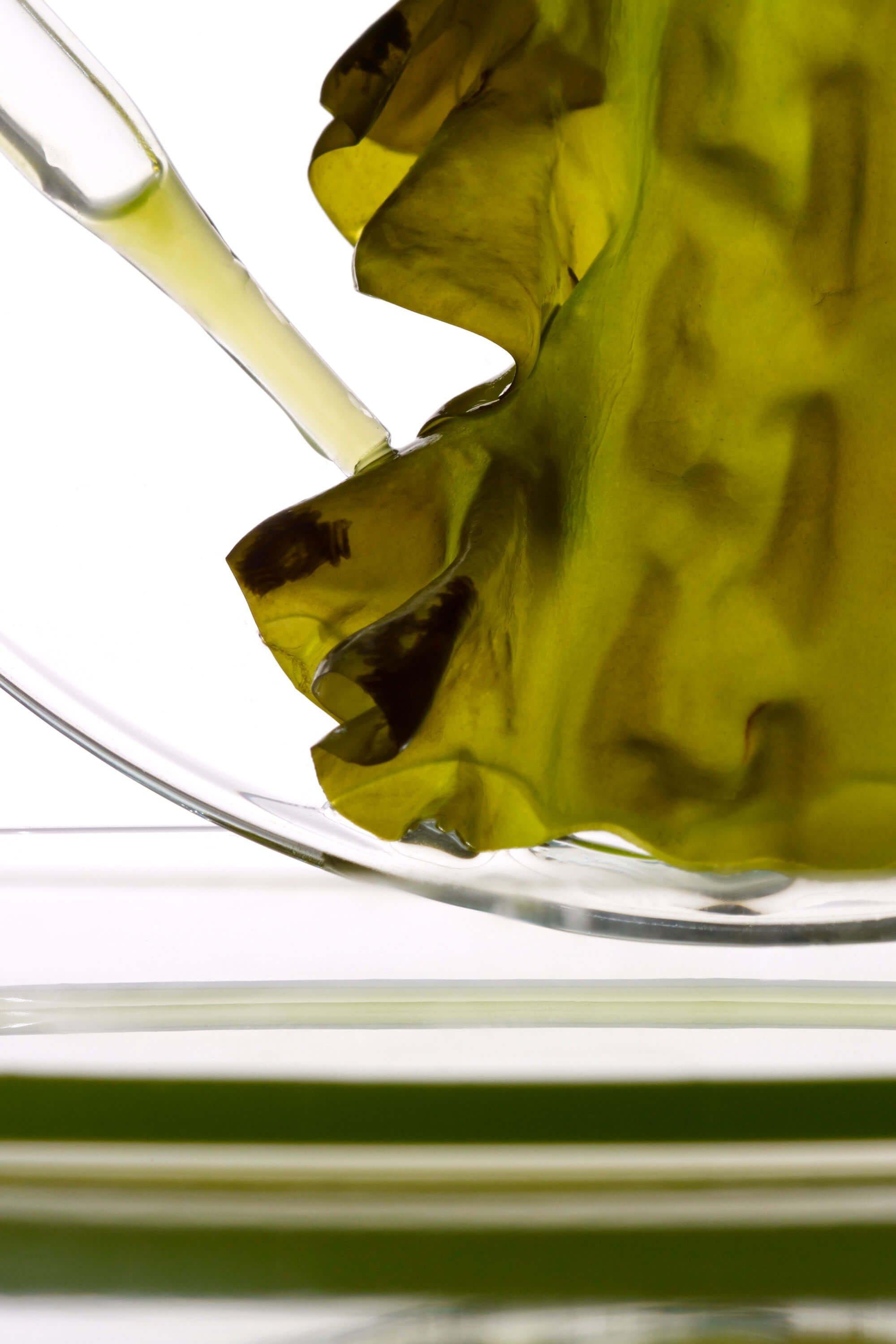 Kelp 1