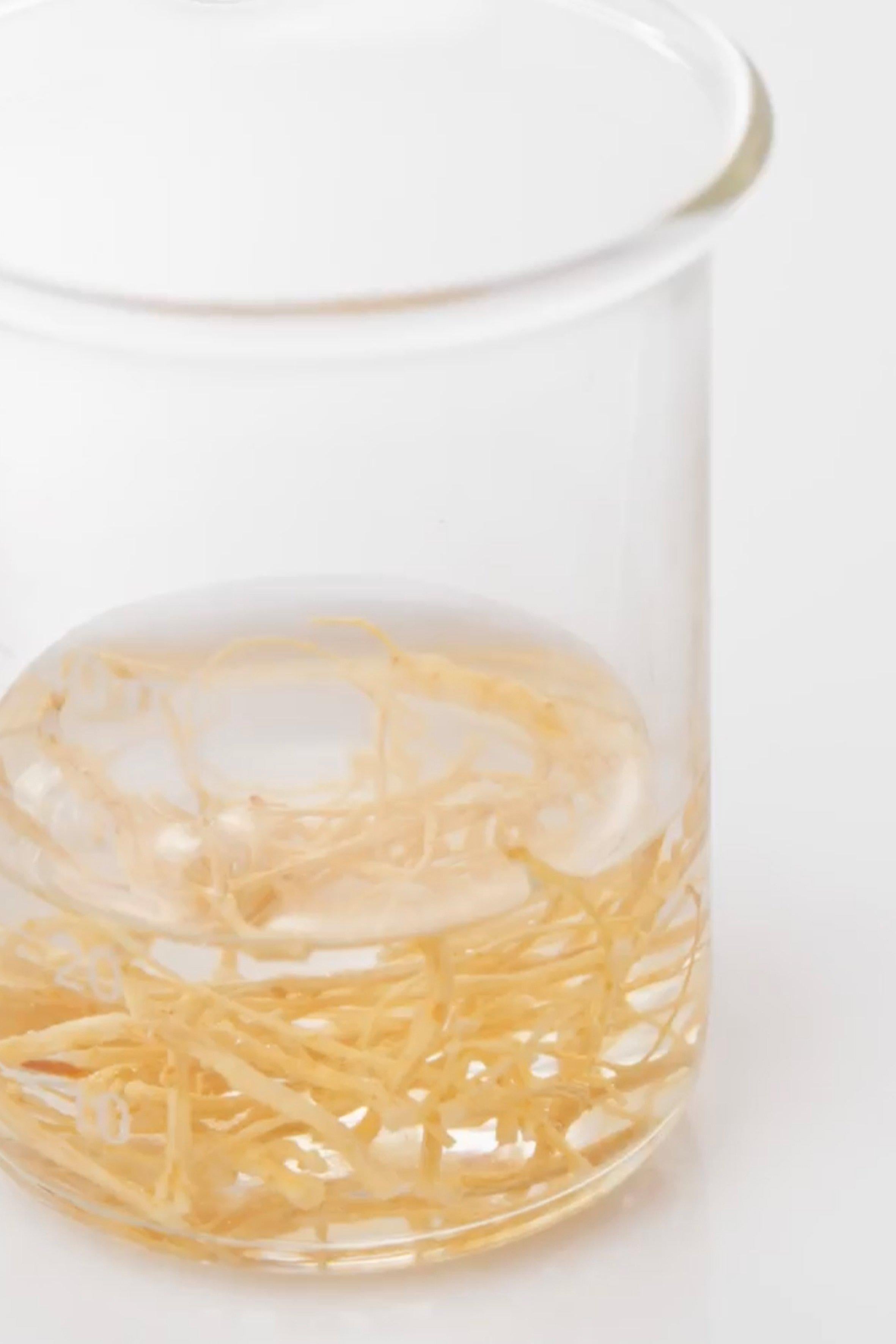 PANAX GINSENG ROOT EXTRACT 1