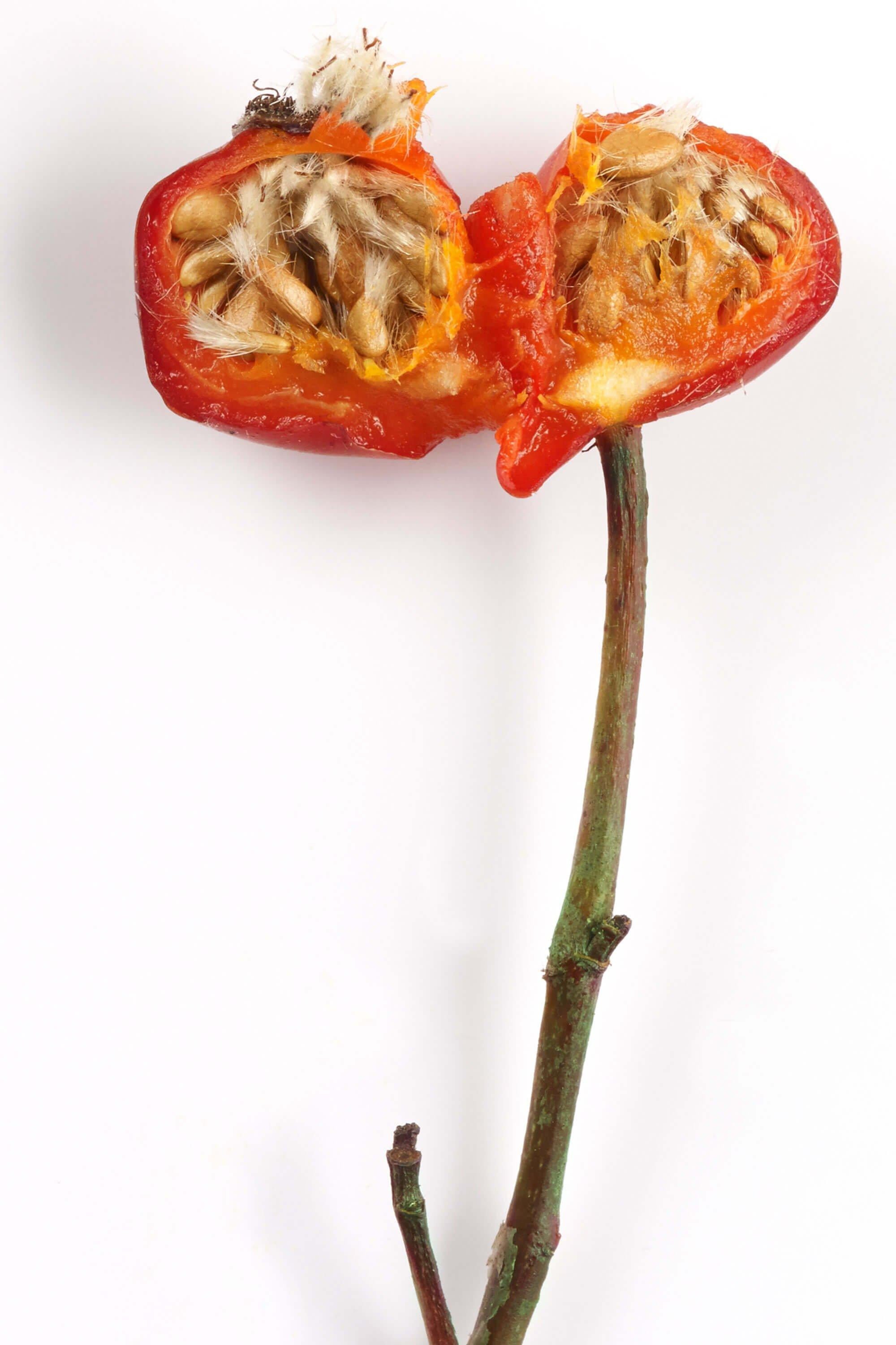 ROSEHIP 1