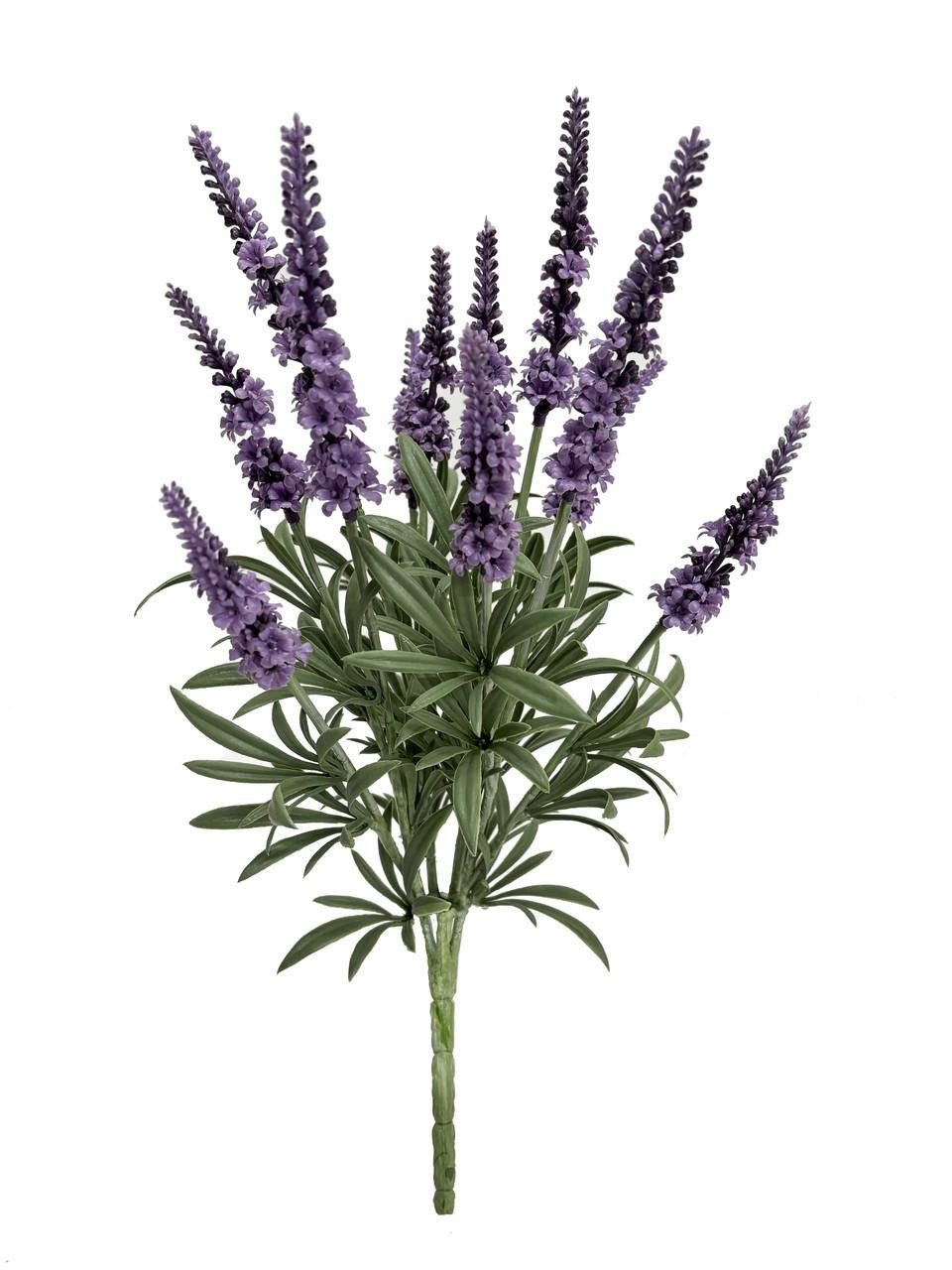 lavender flower shrub Lavender Star Flower (Grewia occidentalis Staked) – Plants Express