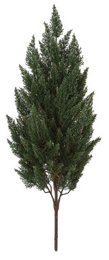 Close up of 56" Cypress on white background