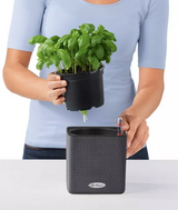 Put plant in grow container right is planter cube