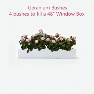 Outdoor Geranium Bundles for Window Boxes (Window Box Sold Separately) Outdoor Geranium Bundles for Window Boxes (Window Box Sold Separately)