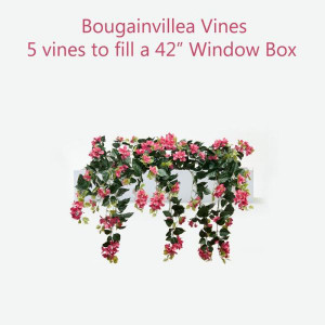 Outdoor Bougainvillea Bundles for Window Boxes (Window Box Sold Separately) Outdoor Bougainvillea Bundles for Window Boxes (Window Box Sold Separately)