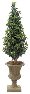 UV Outdoor Rated 5' Laurel Cone Topiary with Natural Trunk UV Outdoor Rated 5' Laurel Cone Topiary with Natural Trunk