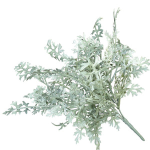 Dusty Miller Outdoor rated bush on white background