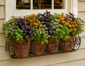Farm-to-Table, Inches Away: The Ultimate Kitchen Herb Window Box Guide