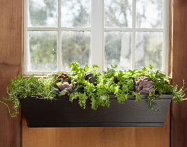 Everything You Need for Your Indoor Winter Garden