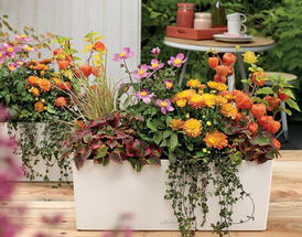 5 Tips for Creating a Tiny Oasis Using Plants